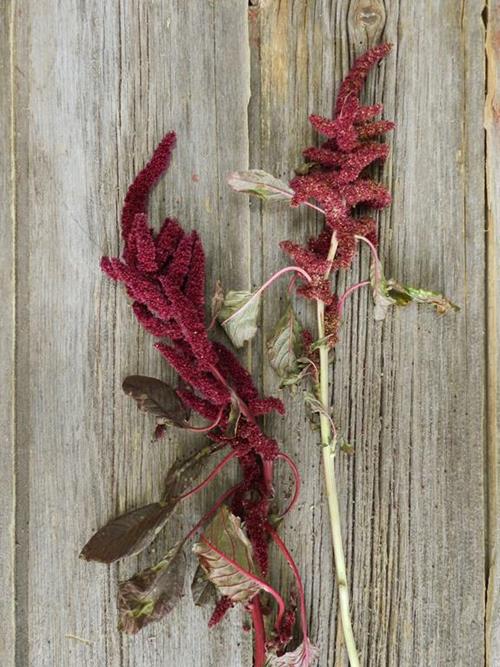 UPRIGHT RED AMARANTHUS